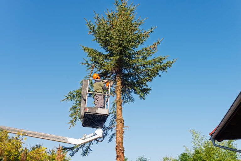 élagage et abatage arbre Angoulins